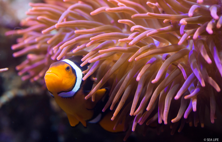Clownfisch_SEA LIFE