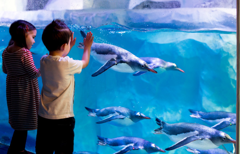 Penguins (C) SEA LIFE