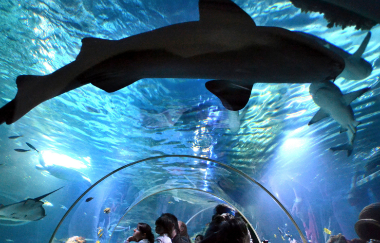 Ammenhai Ocean_SEA LIFE