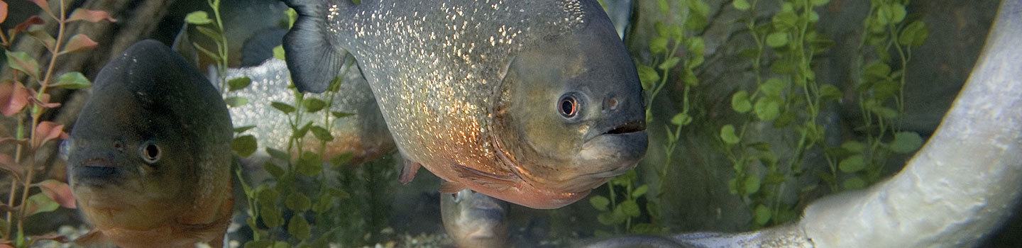 SeaLife-Titelbild