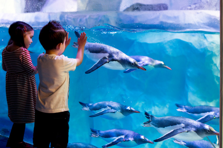 Penguins (C) SEA LIFE