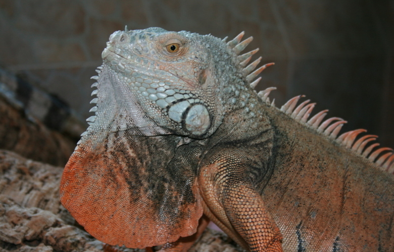 Leguan Portrait